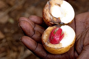 Zanzibar Spice | Zanzibar Spice Tour | Zanzibar Spice Farm Tour | Zanzibar Spice Island | Zanzibar Spice Farm | 2023 | 2024 | 2025 | Kizza Adventures